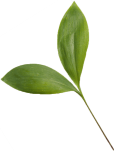 Center Right Accent Image