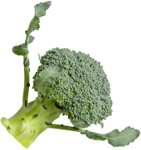 Top Left Accent Image