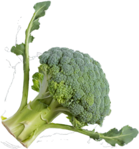 Top Left Accent Image