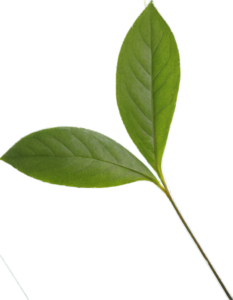 Center Right Accent Image